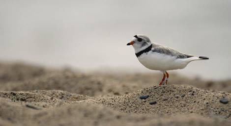 The Great Lakes piping plover, a Michigan Endangered Species that lives near shorelines and beaches, is making a comeback thanks to collaborative conservation efforts.