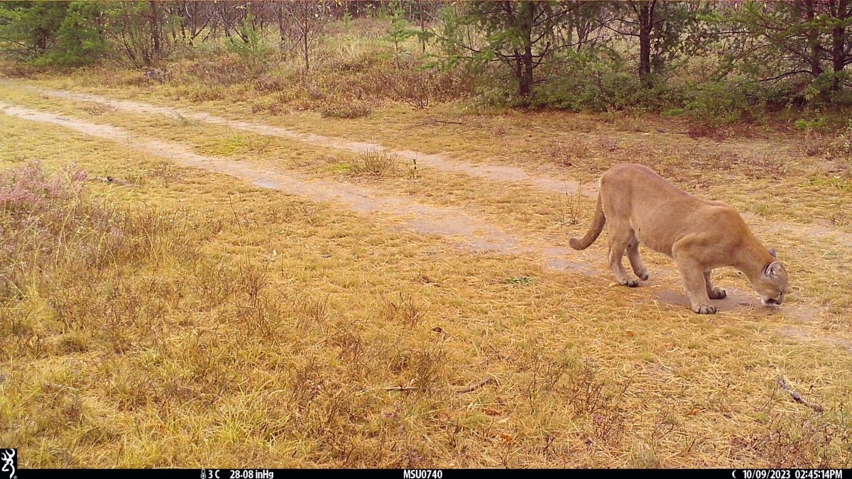 A cougar seen in daytime on a trail cam