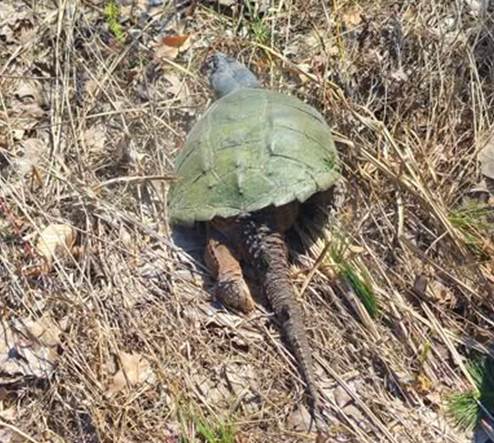 May be an image of turtle