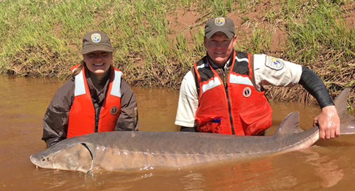 A very large gray fish with a pointed snout is held above the water's surface by two conservationists in orange waders.