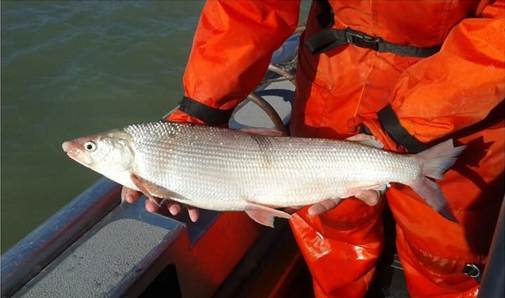 May be an image of fishing